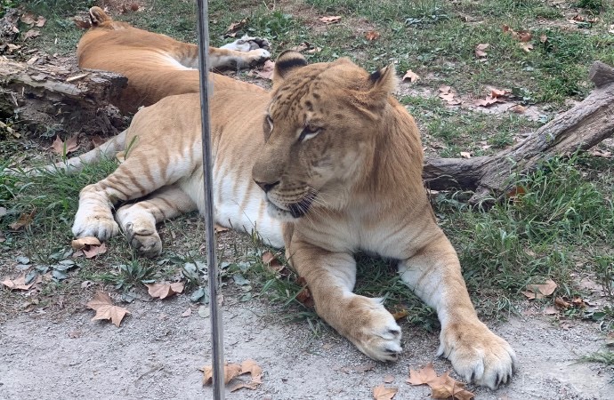 野生動物園玻璃破裂實為高溫導致，鋼化玻璃的高低溫試驗有多重要？